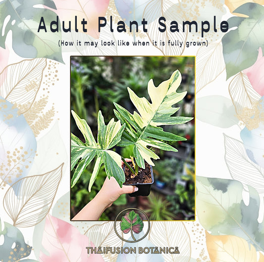 Philodendron Billietiae x Tortum Variegated