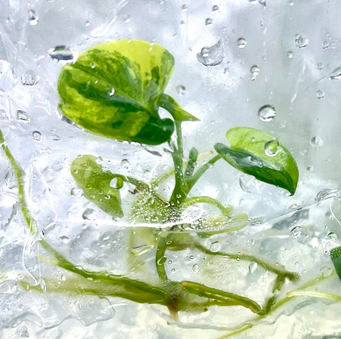Philodendron Goeldii Variegated