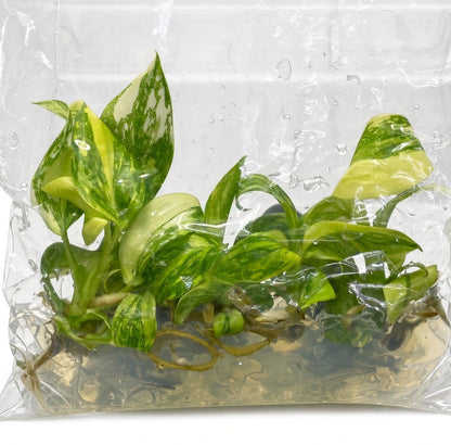 Philodendron Green Congo Hybrid Variegated
