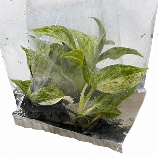 Philodendron Giganteum Variegated (5 pcs)