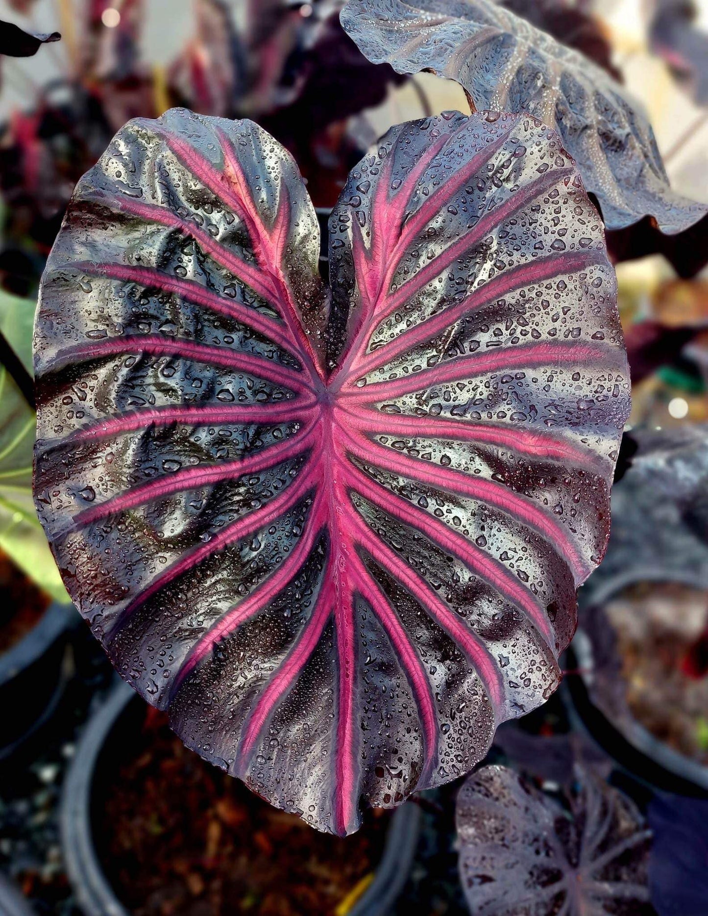 Colocasia Pink Dragon