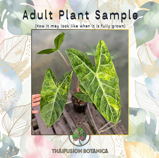 Alocasia Pink Dragon Aurea Variegated