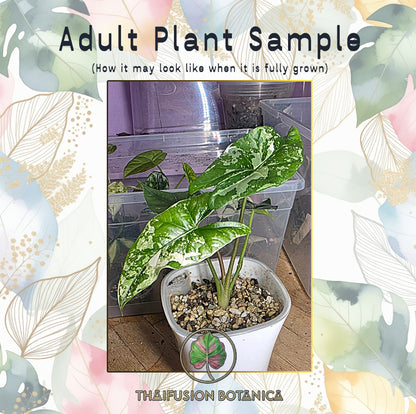 Alocasia Simpo Albo