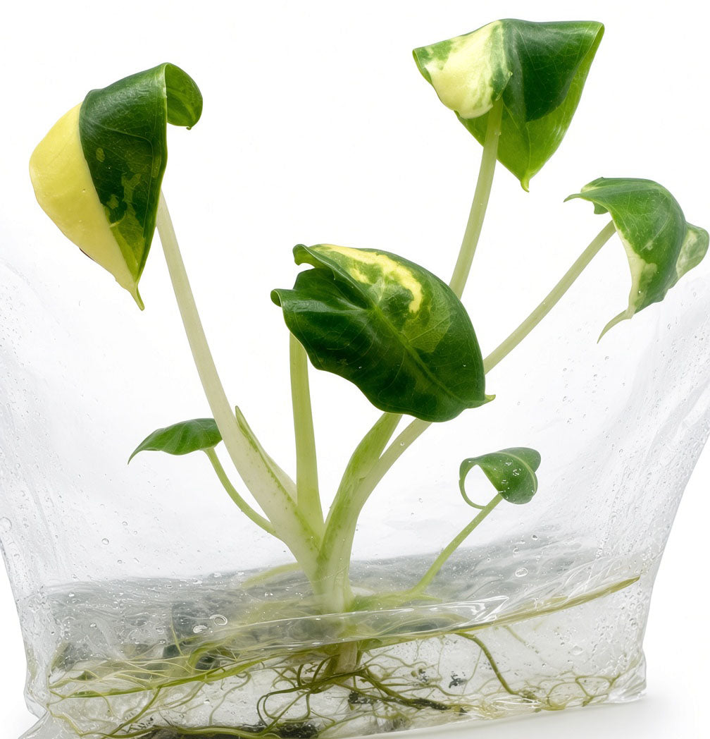 Alocasia Sarian Albo Variegated