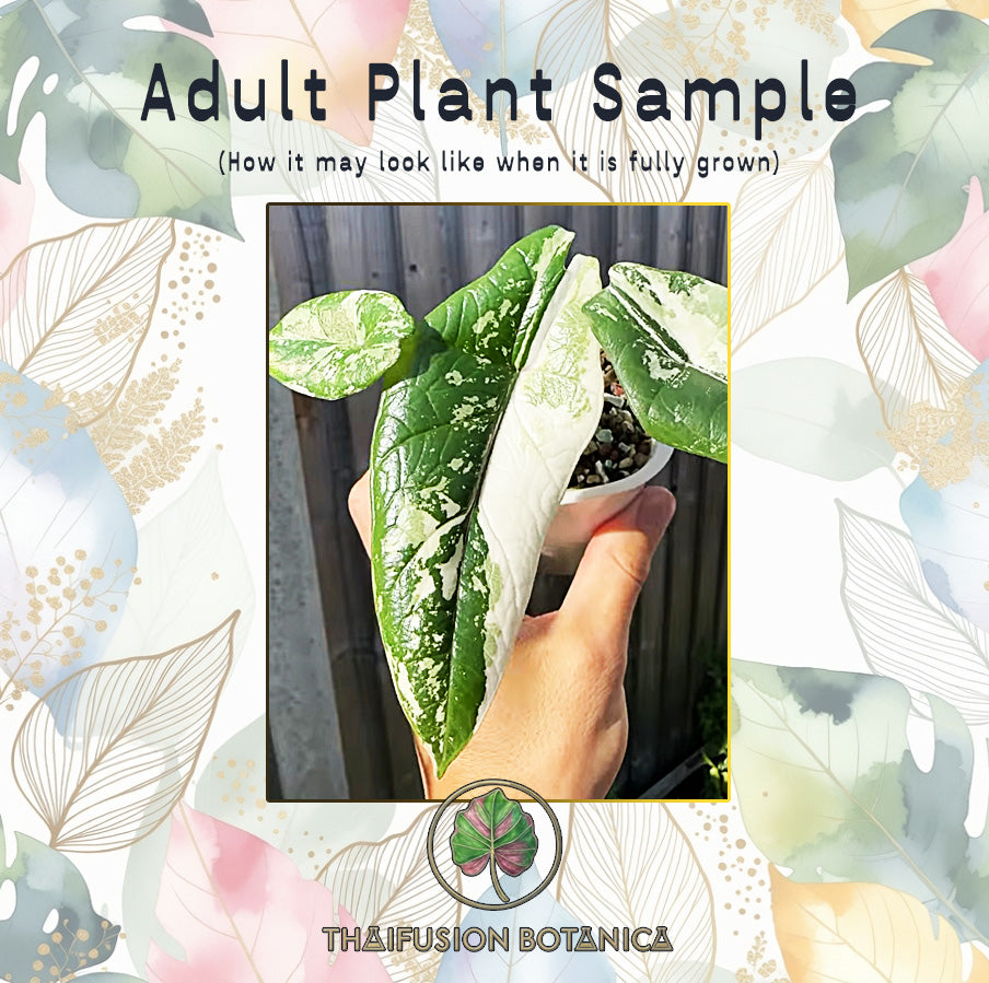 Alocasia Scalprum Albo Variegated