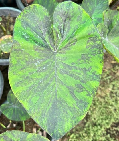 Colocasia Emerald Galaxy