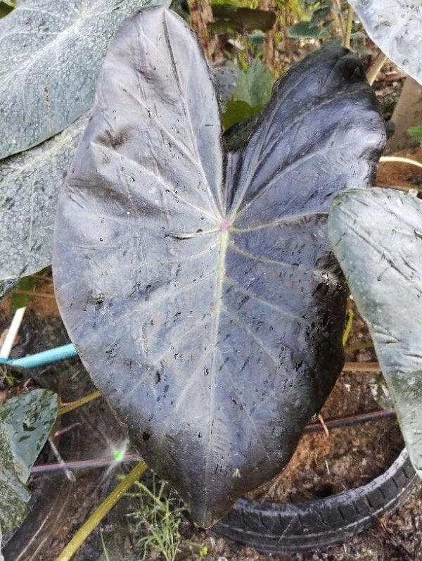 Colocasia Horus