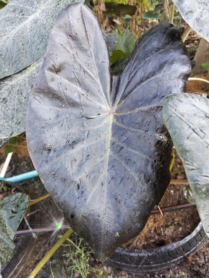 Colocasia Horus