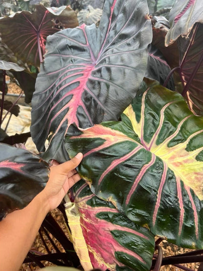 Colocasia Love Bird