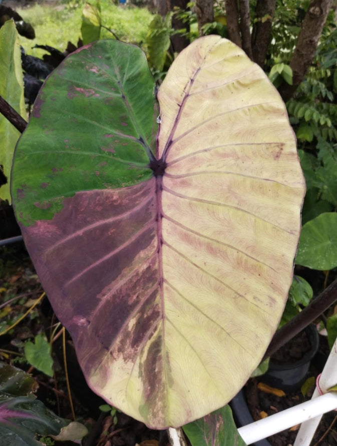 Colocasia Phet Phusa
