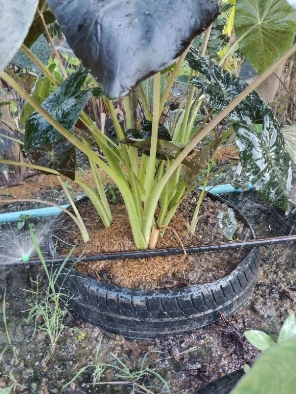 Colocasia Horus