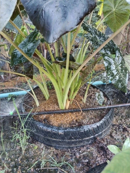 Colocasia Horus
