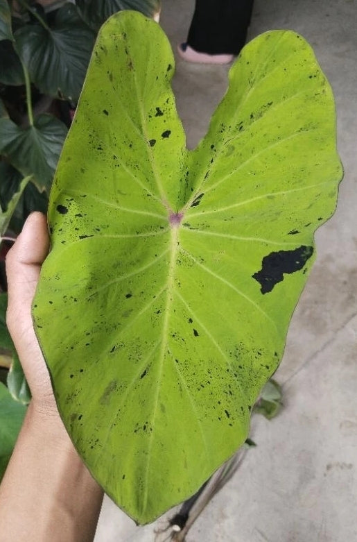 Colocasia Otijom (Inverse Mojito)