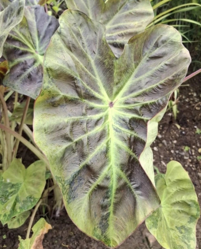 Colocasia Mignight Princess