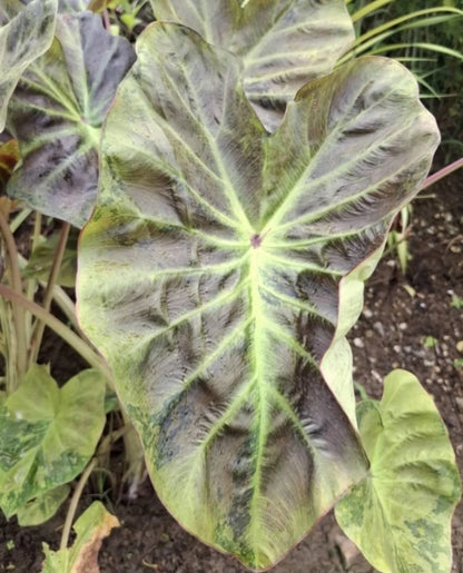 Colocasia Mignight Princess