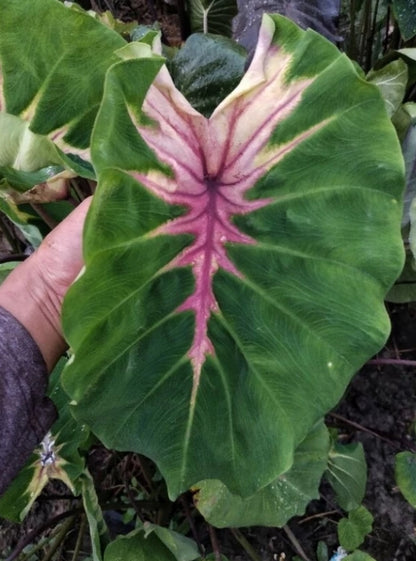 Colocasia Queen of Phoenix