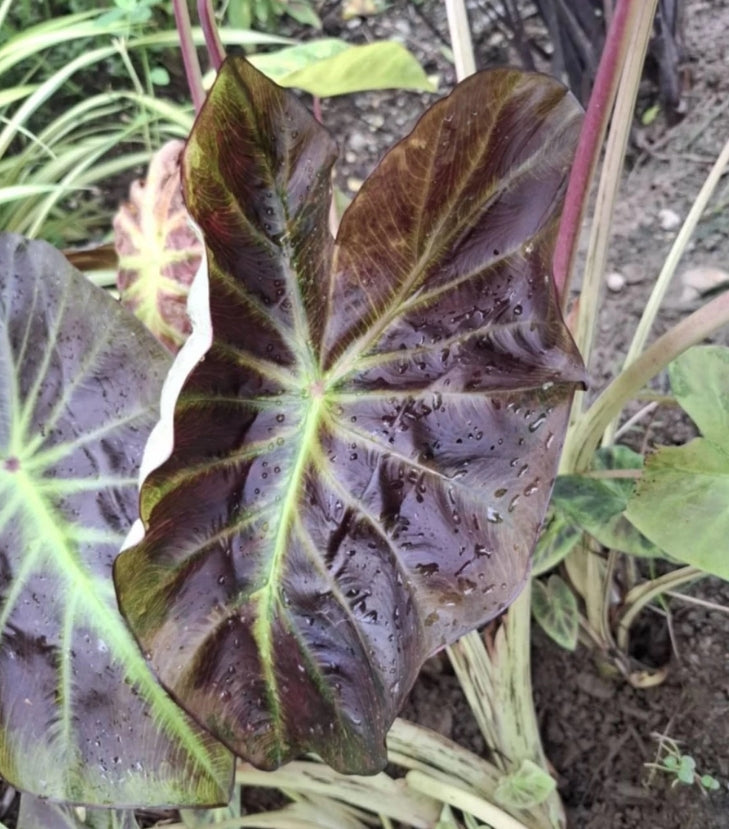 Colocasia Mignight Princess