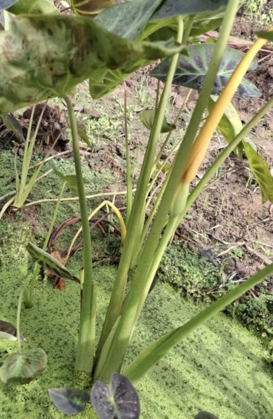 Colocasia Shiva