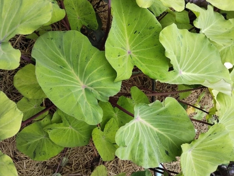 Colocasia Otijom (Inverse Mojito)