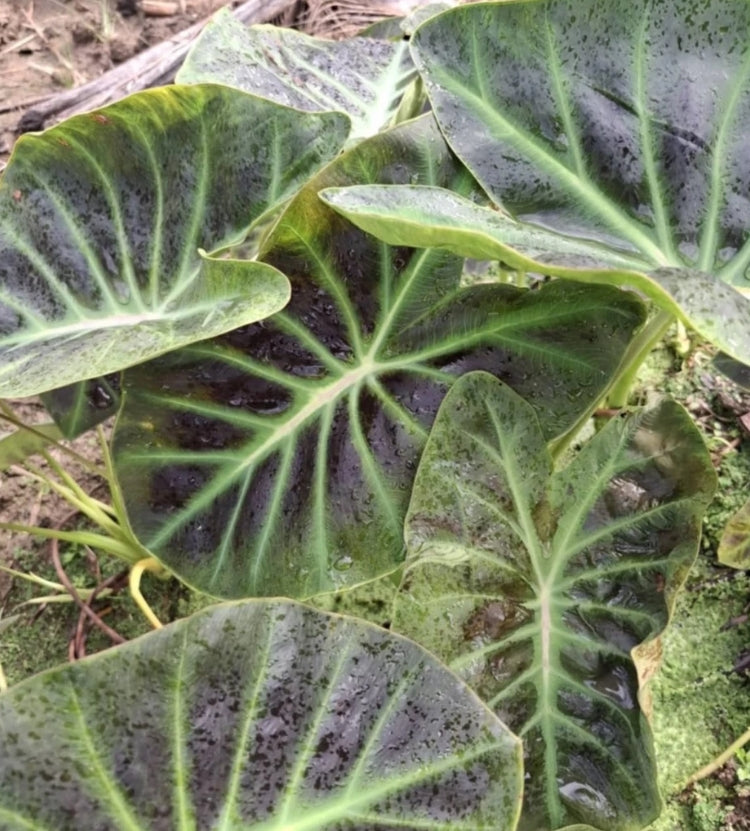 Colocasia Shiva