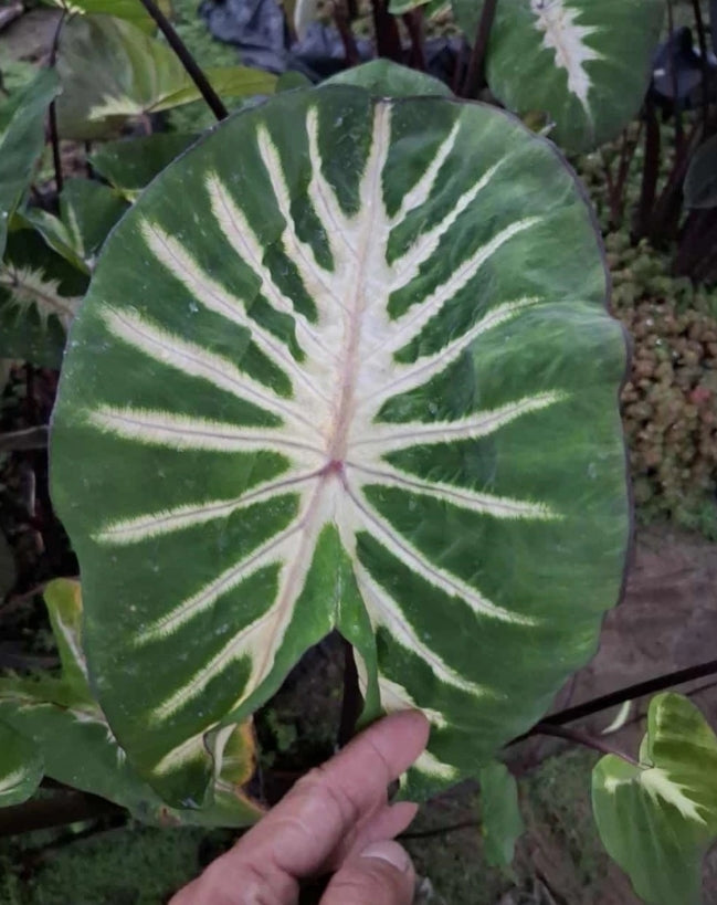 Colocasia Watermelon Princess