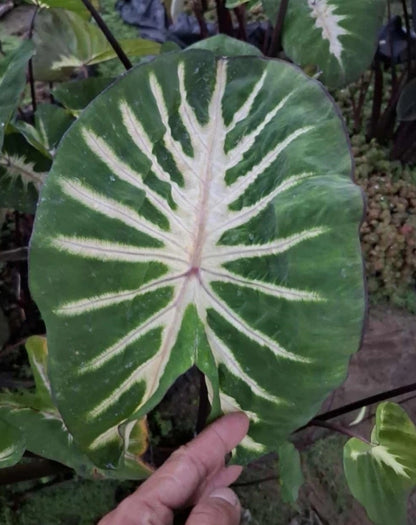 Colocasia Watermelon Princess