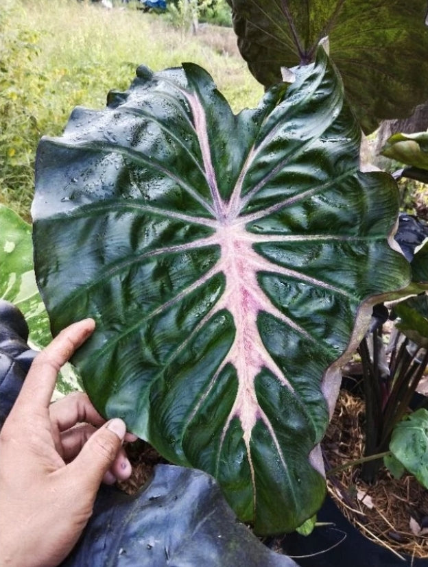 Colocasia Pink Horizon