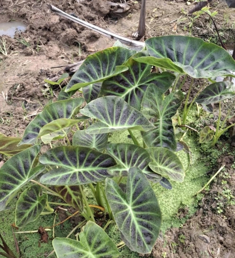 Colocasia Shiva