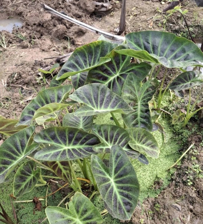 Colocasia Shiva