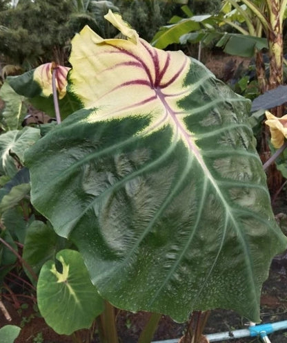 Colocasia Thunder Bird