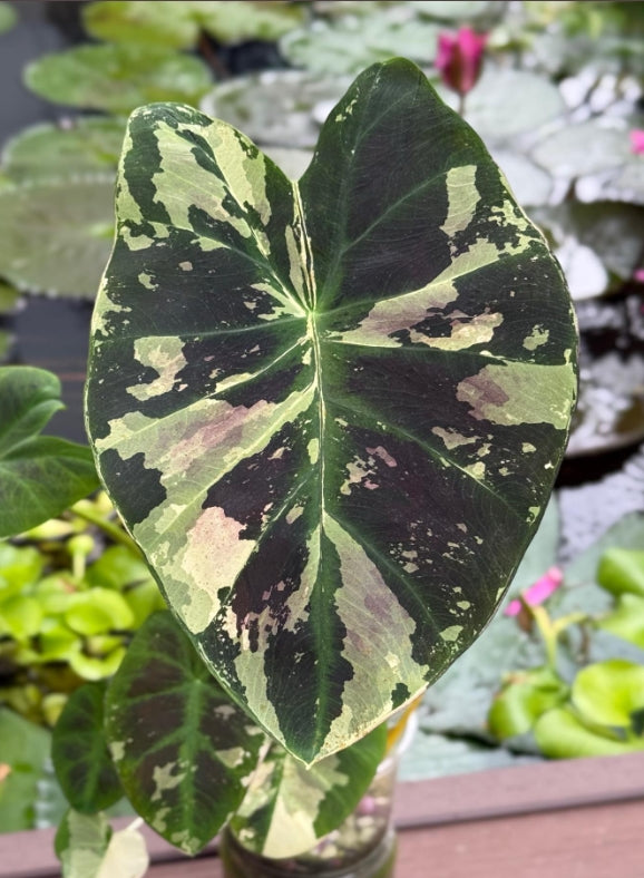 Colocasia Mangosteen