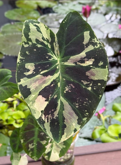 Colocasia Mangosteen