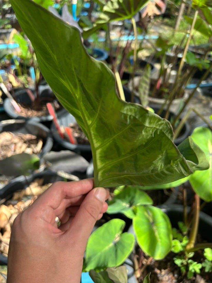 Colocasia King of Cup