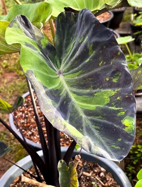 Colocasia Midnight