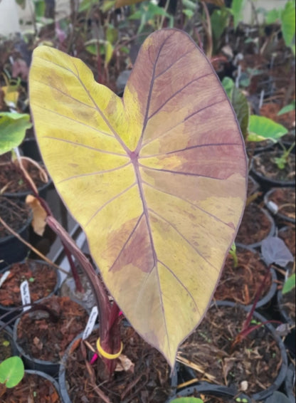 Colocasia Black Nape