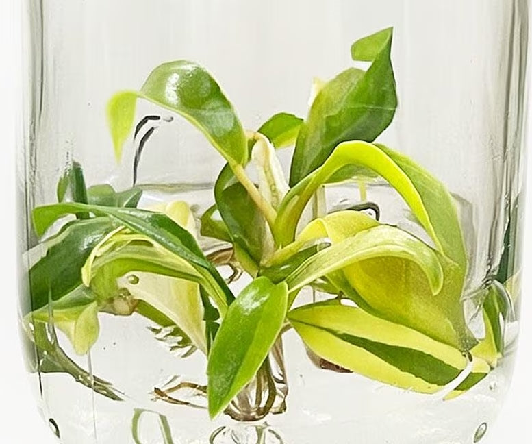 Philodendron Joepii Variegated