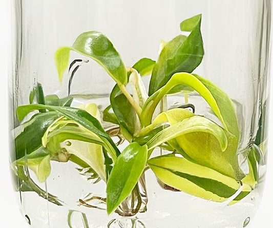 Philodendron Joepii Variegated