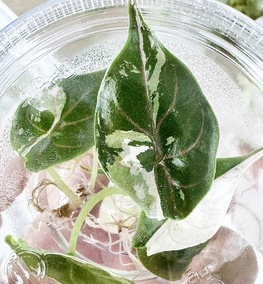 Alocasia Azlanii Pink/Albo Variegated