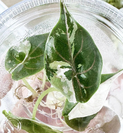 Alocasia Azlanii Pink/Albo Variegated