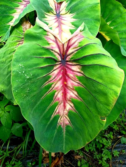 Colocasia Angel Mask