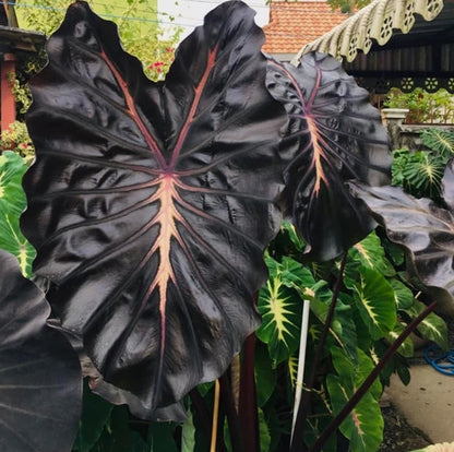 Colocasia Starling