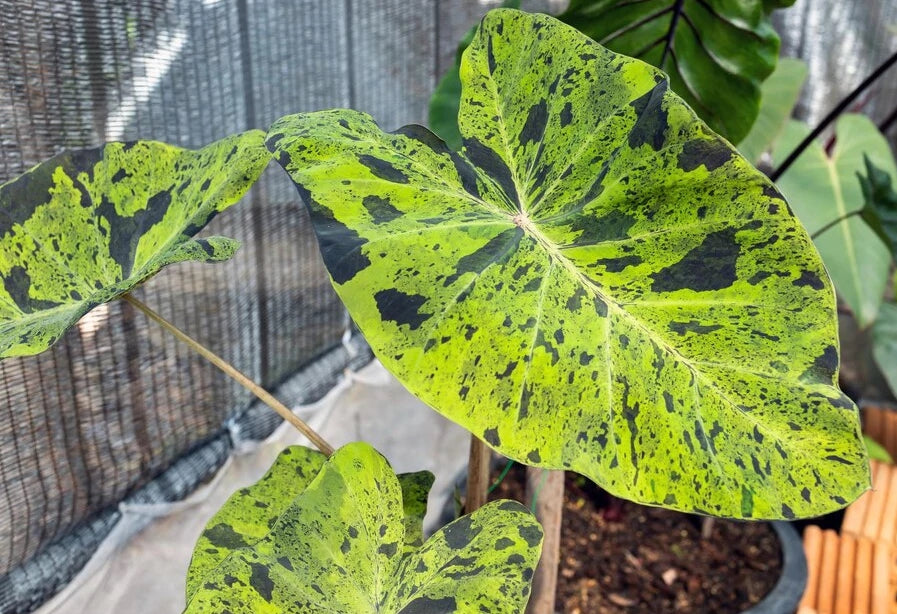 Colocasia Mojito