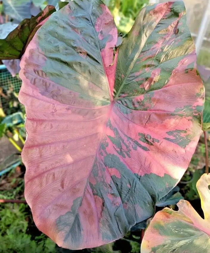 Colocasia Pink Celebrity