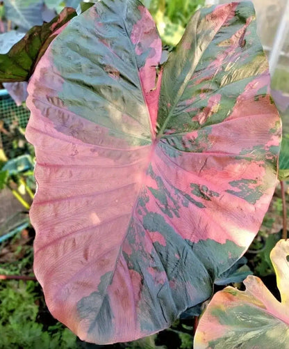 Colocasia Pink Celebrity