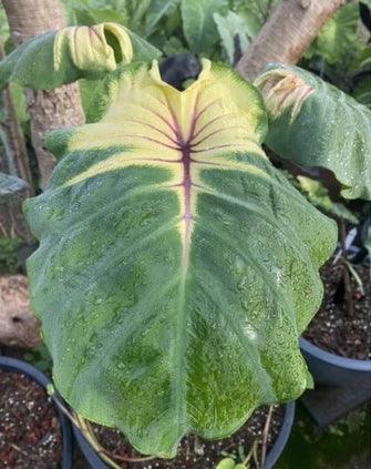 Colocasia Pigtail Princess