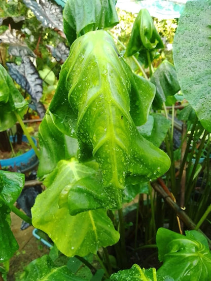 Colocasia Golden Elephant Mask