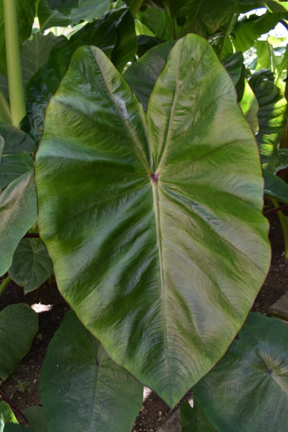 Colocasia Hawaiian Punch