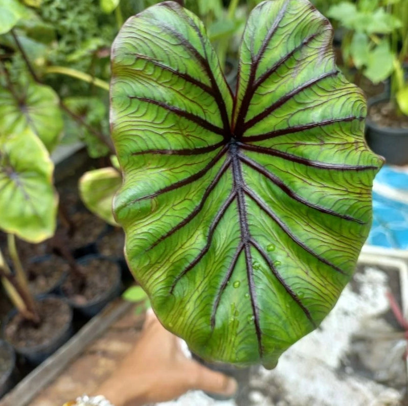 Colocasia Pharaoh's Mask