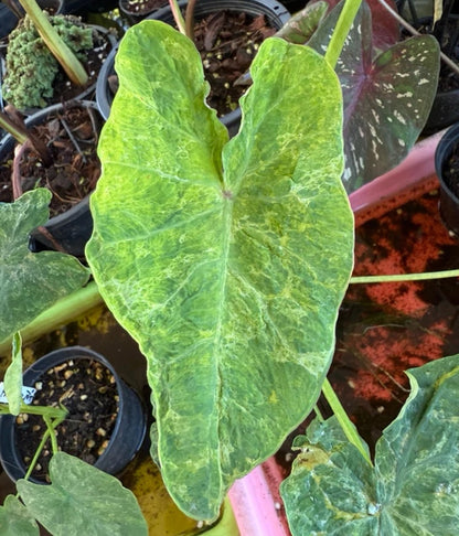 Colocasia Thep Prasit