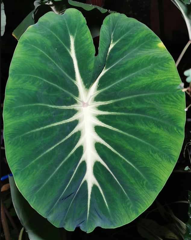 Colocasia Nancy's Revenge